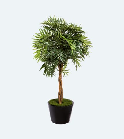 PARLOUR PALM TREE