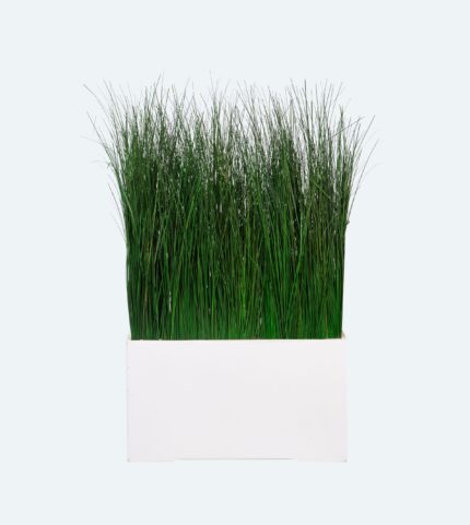 MURET DE GYNERIUM